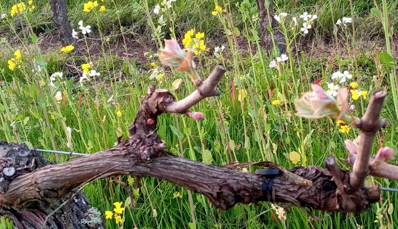 bourgeons en mars sur les vignes du chateau