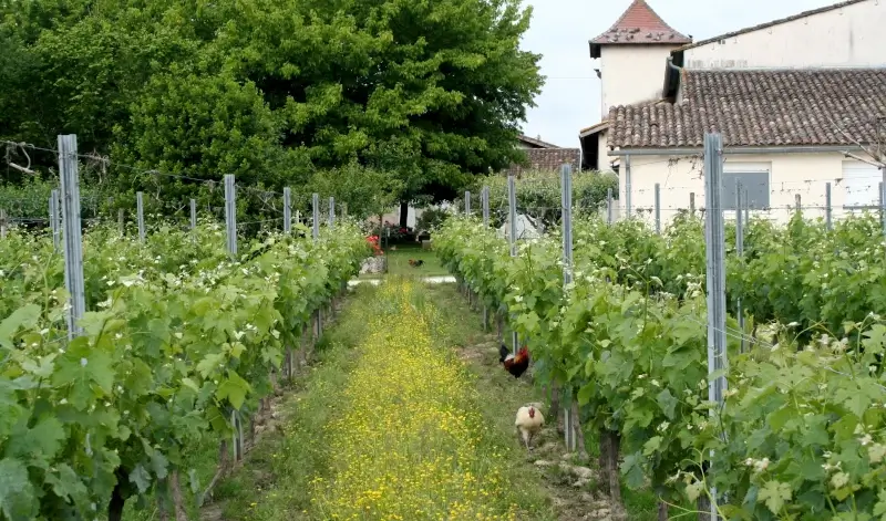 poules dans le semis d'engrais vert