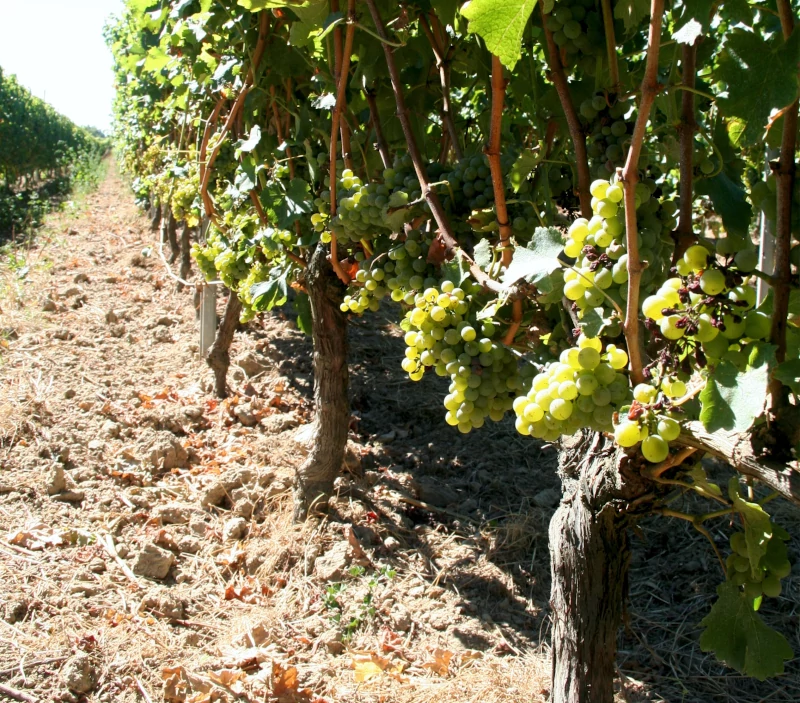 raisins blanc sémillon du chateau Sicot