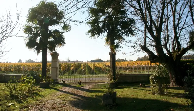 vue des vignes depuis le chateau sicot